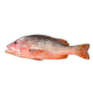 Red Snapper